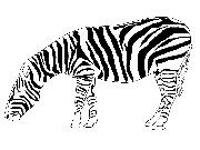 Obrázek, online omalovánka pro malé děti k vybarvení Zebra, Zvířátka Obrázky vytisknutí zadarmo.